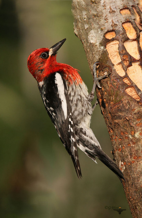 Red- Breasted Sapsucker