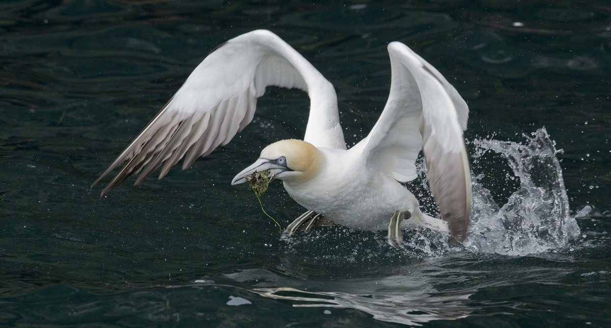 Gannet