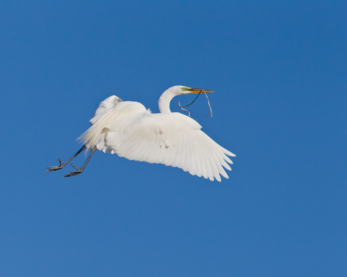 Great Egret