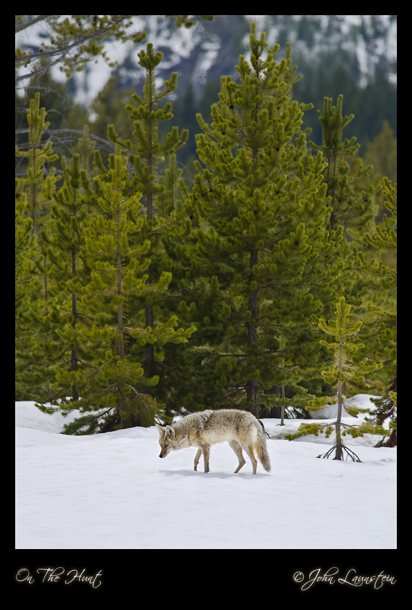 On the Hunt