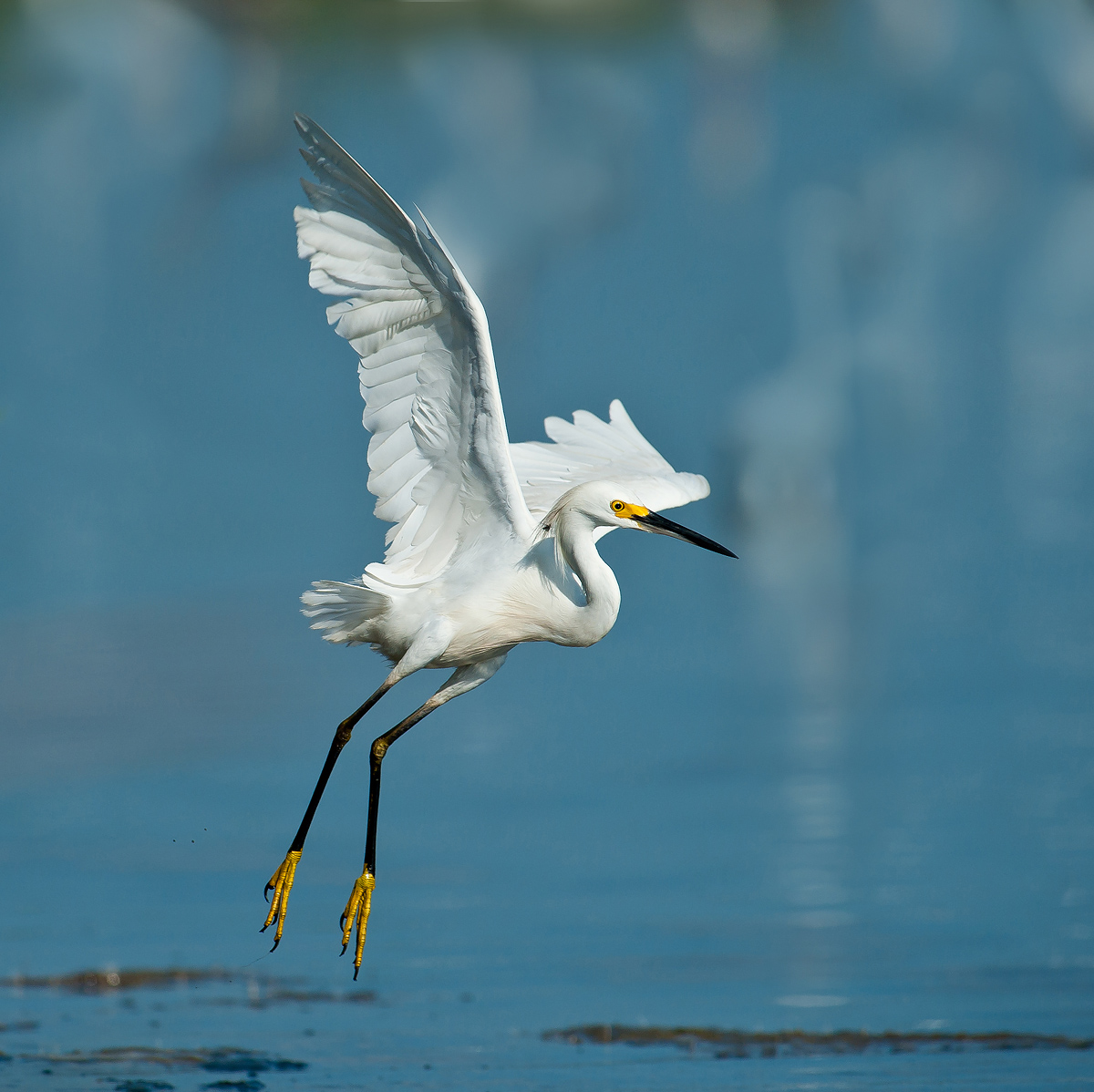 Snowy Egret