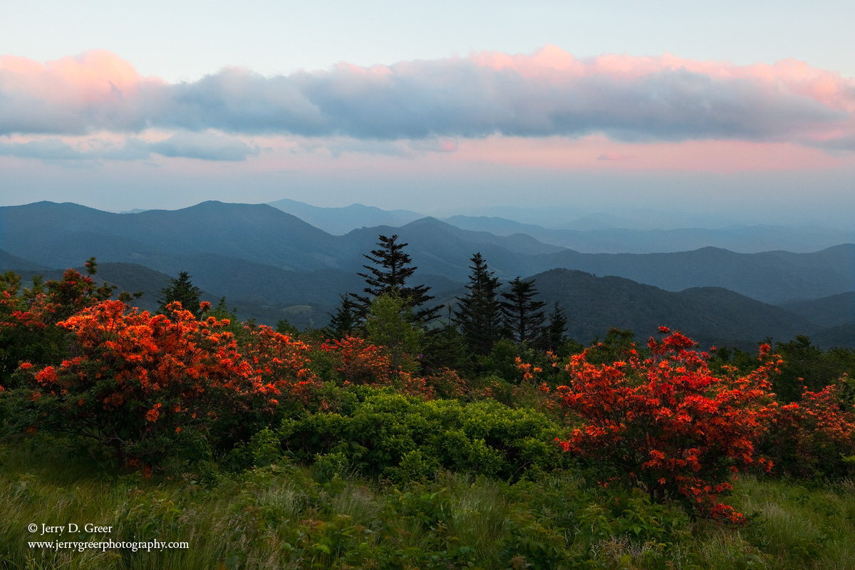Azalea Ablaze!
