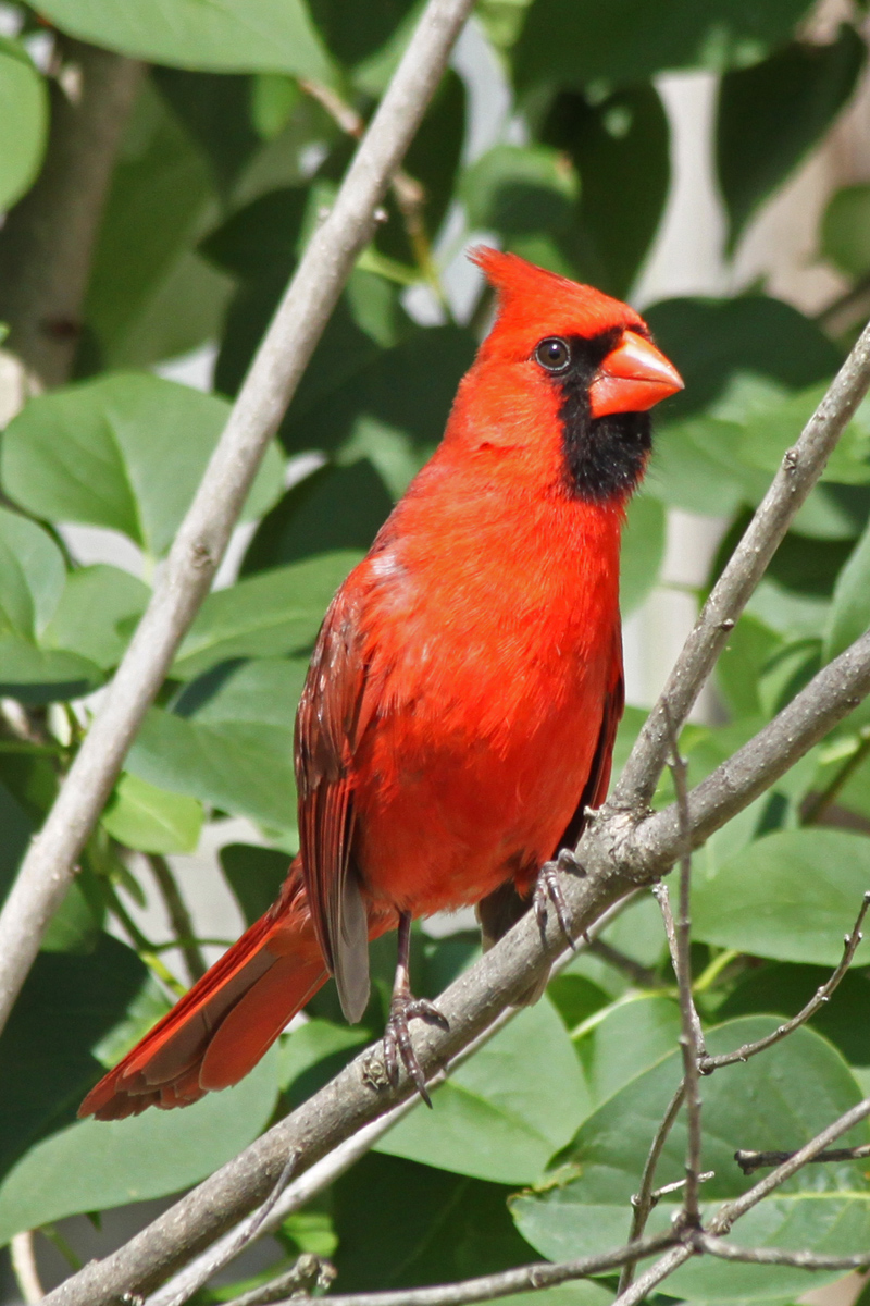 Visiting Cardinal