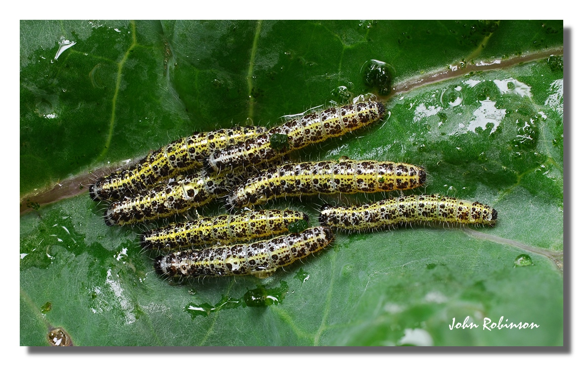 Caterpillars