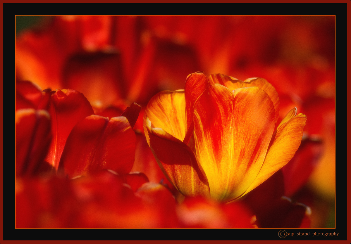 Mostly Red