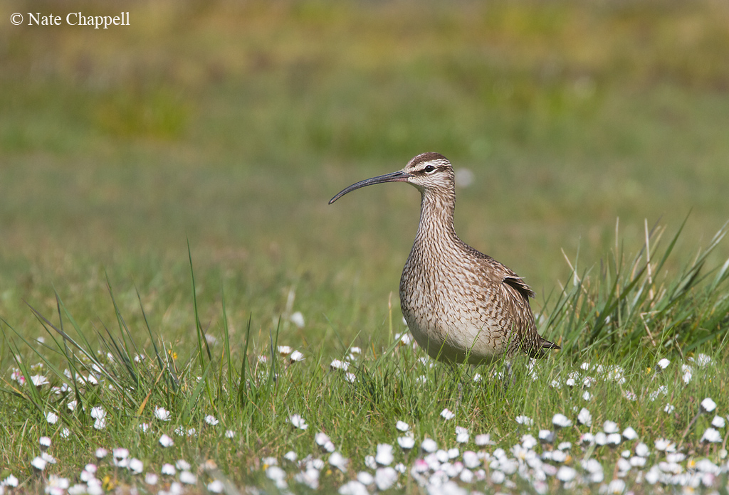 Whimbrel