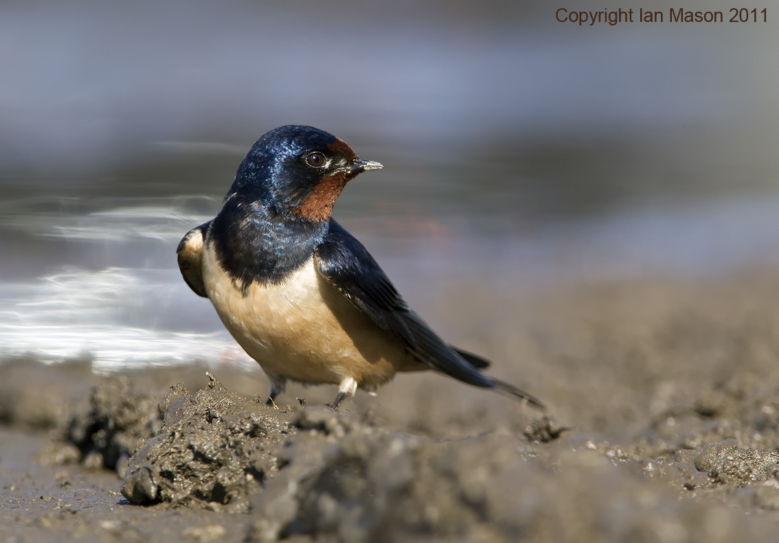 Swallow