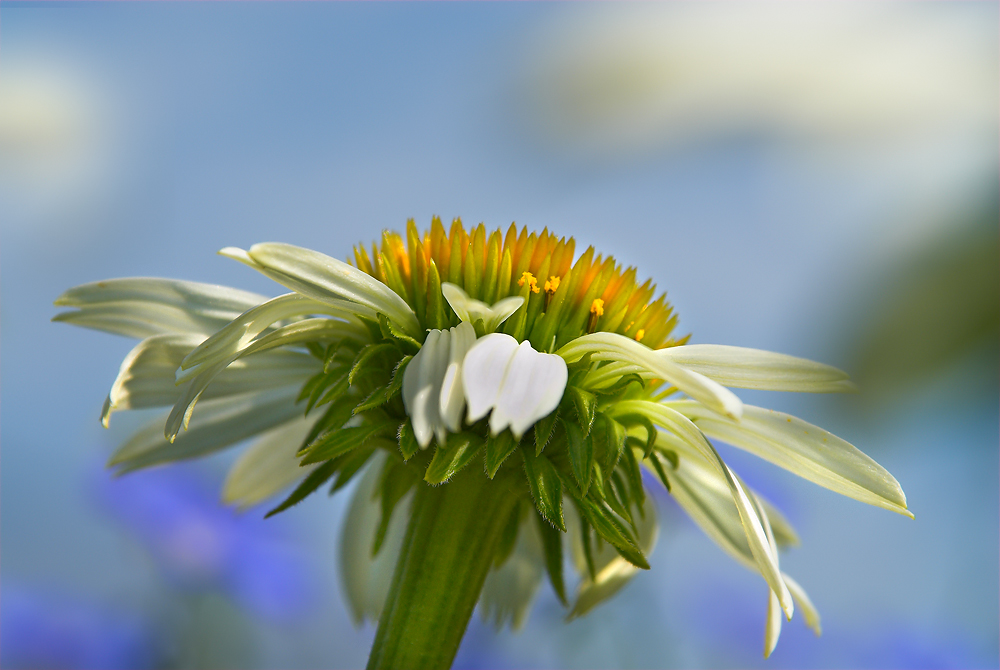 White Coneflower
