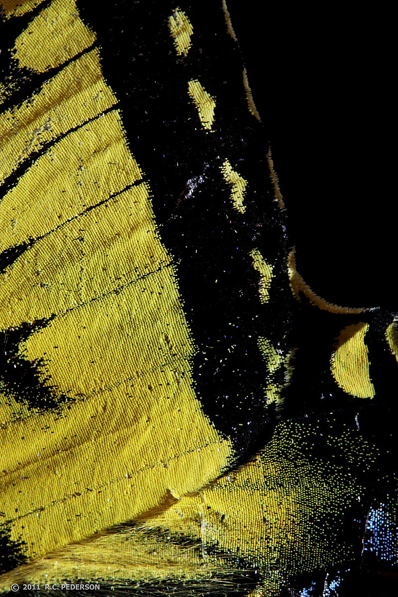 Swallowtail