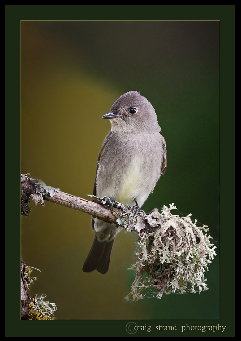 Western Wood Peewee w/repost