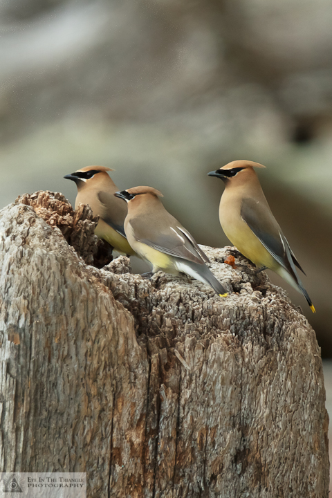 Cedar Waxwings