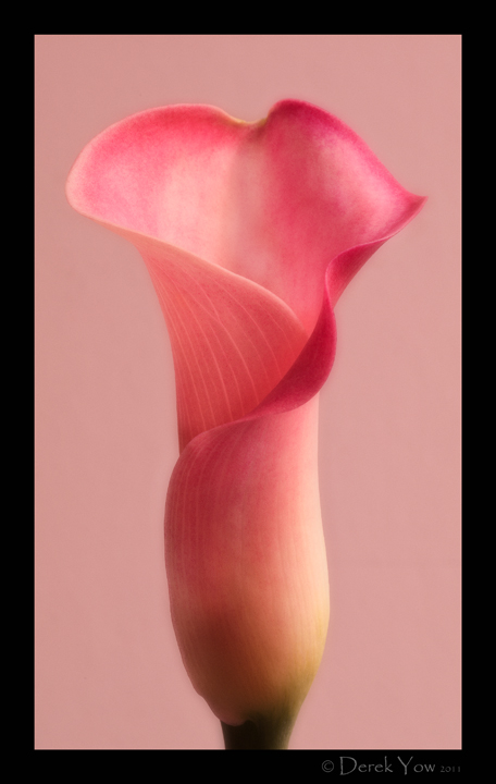 Calla Lily (+repost)