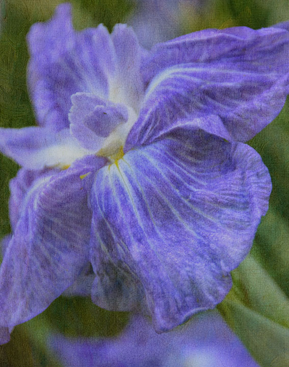 Ruffled Petals-Challenge