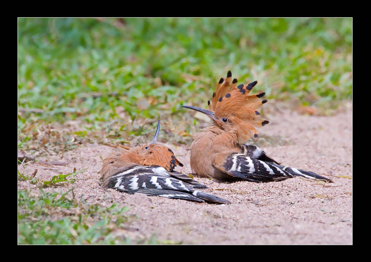 Sand Bathing