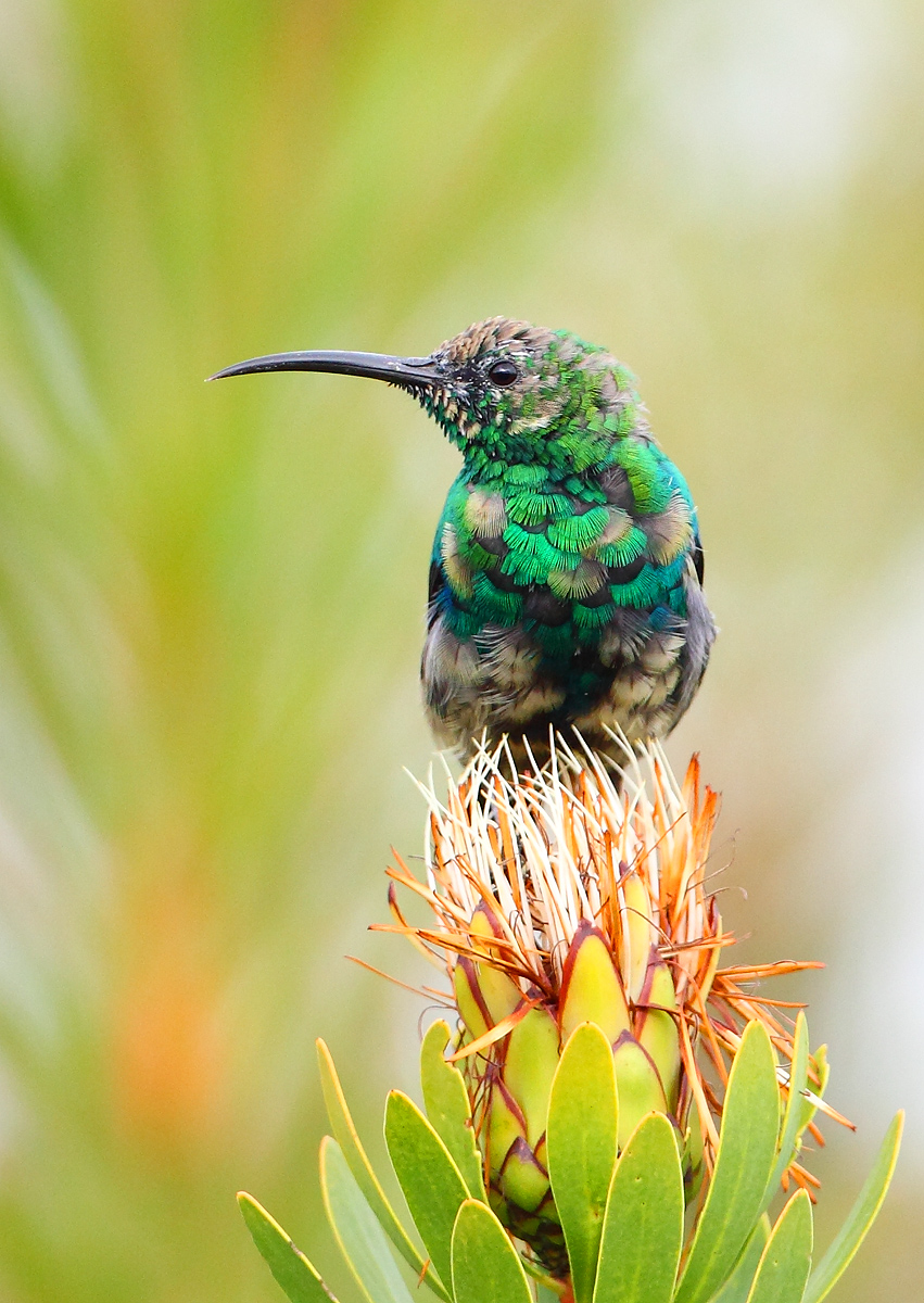 Malachite Sunbird