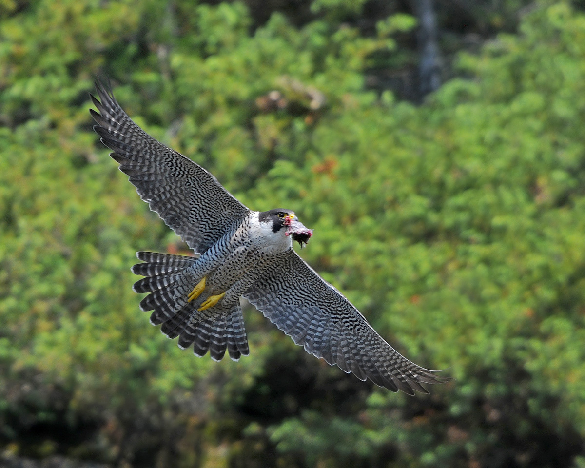 Peregrine and Prey