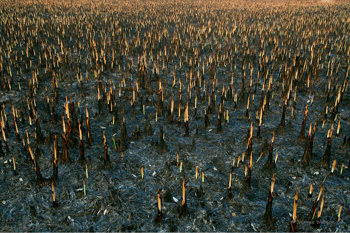 Burned Out Sawgrass