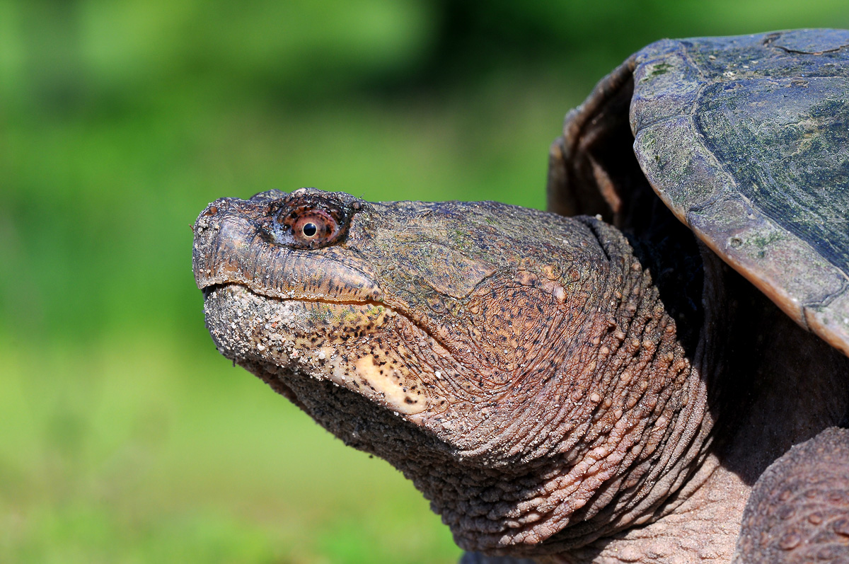 Snapper Portrait