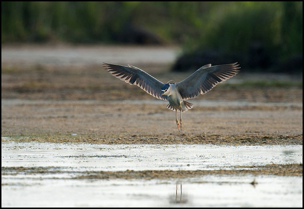 BlackCrowned Night Heron