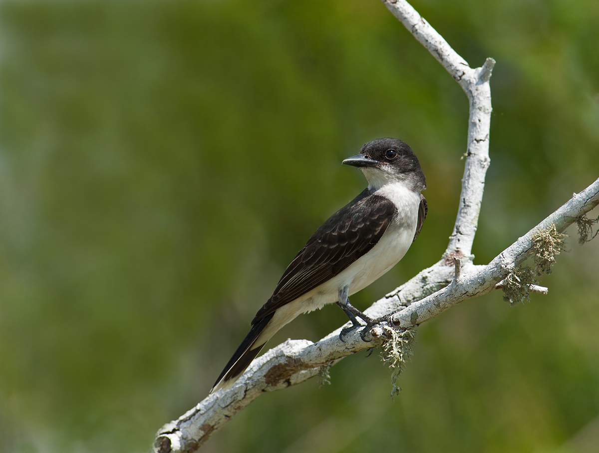 Eastern Kingbird