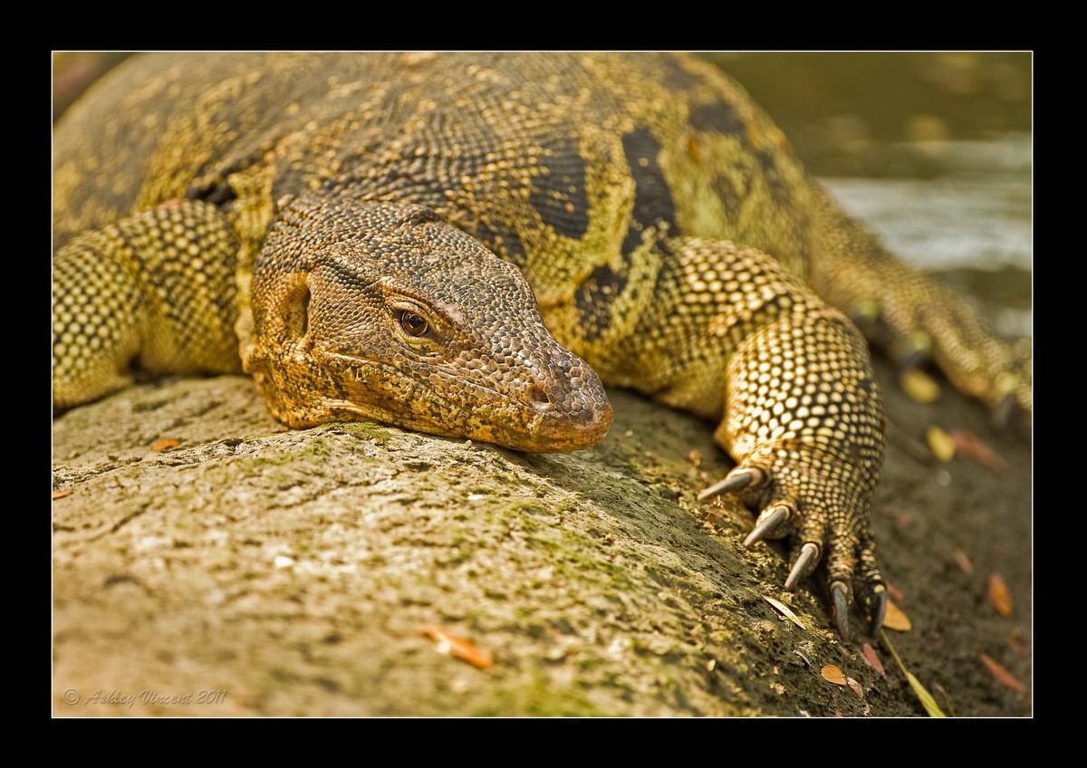 Lizard Series – Part V