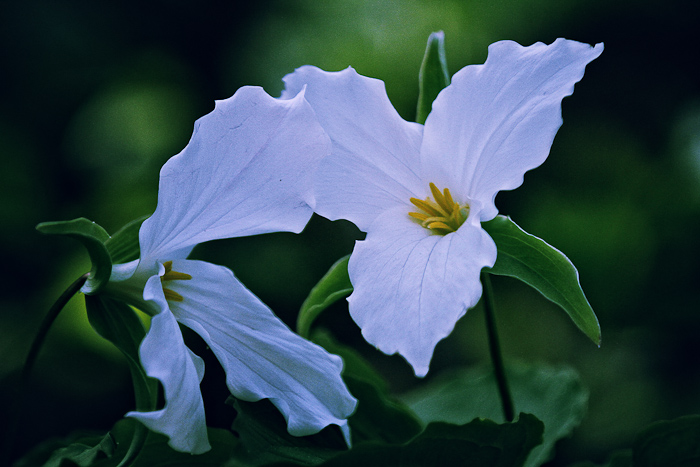 Talking trilliums 