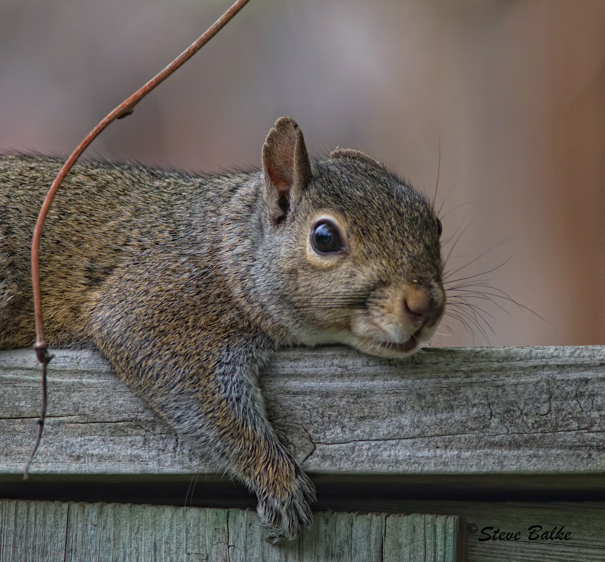 Old One Ear