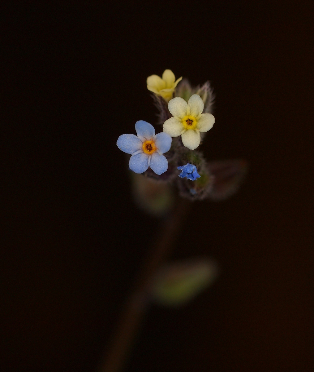 Unknown Wildflower + Repost