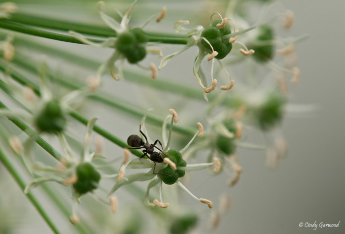 Flower and Ant.  