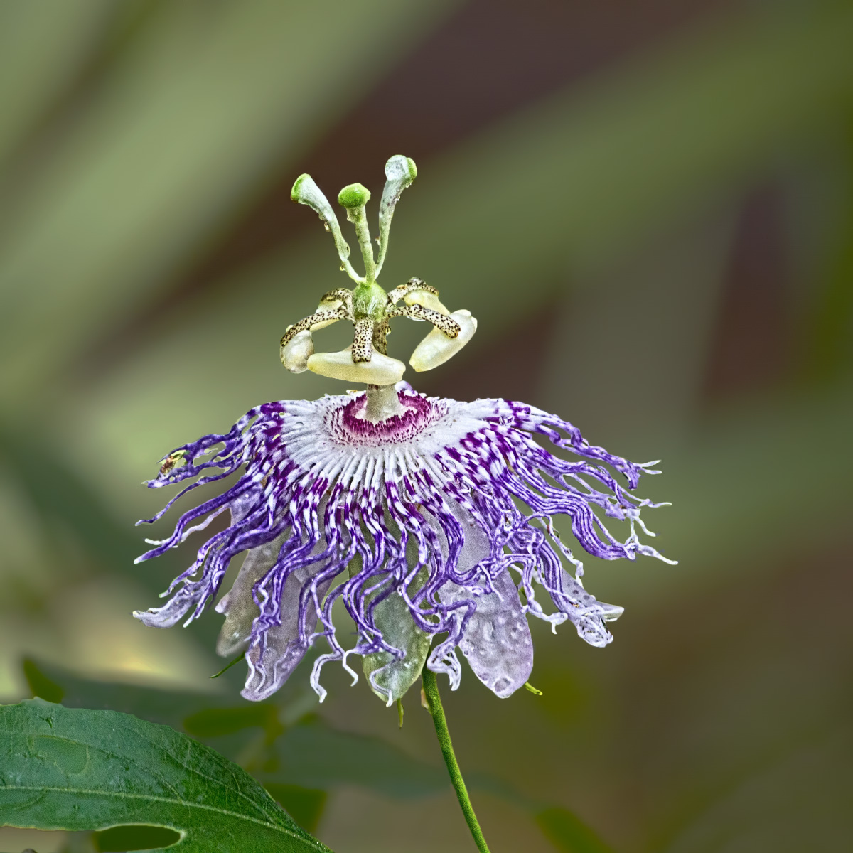 Passionflower after Rain