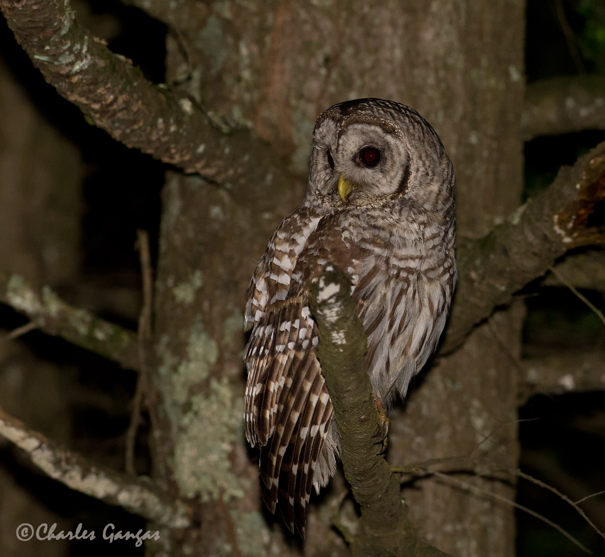 Barred Owl