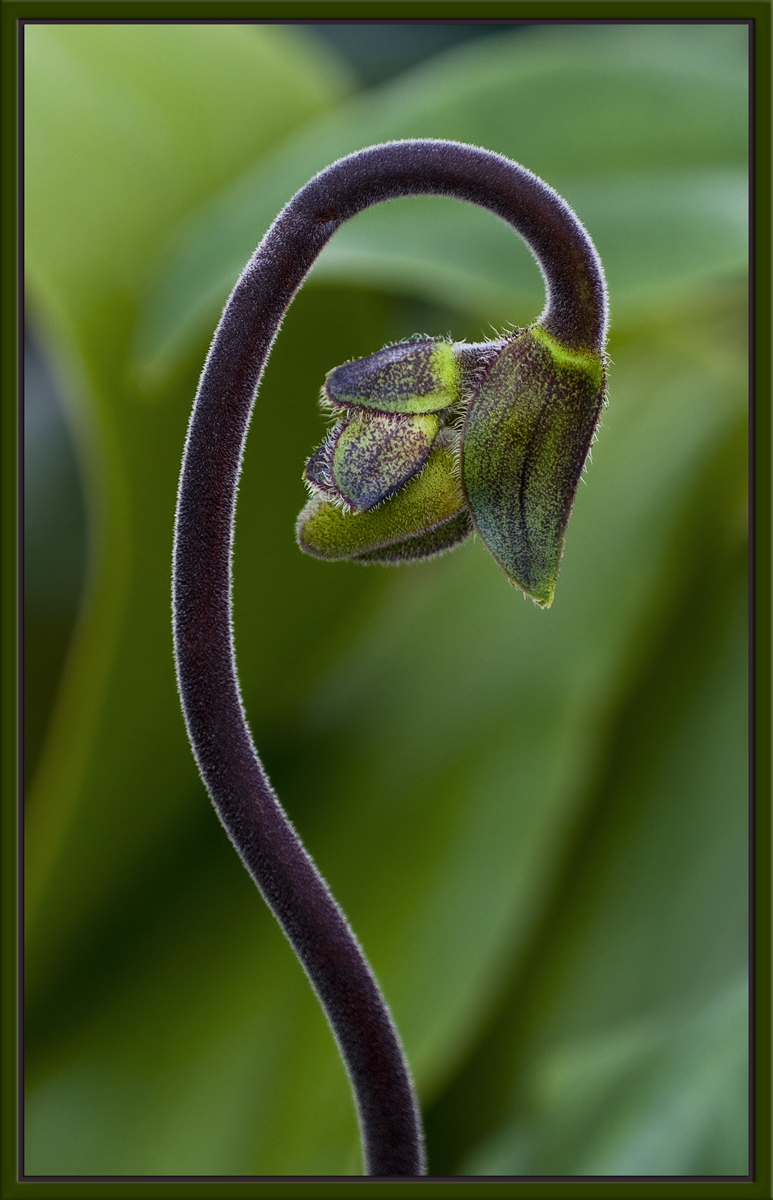 LadySlipper Bud
