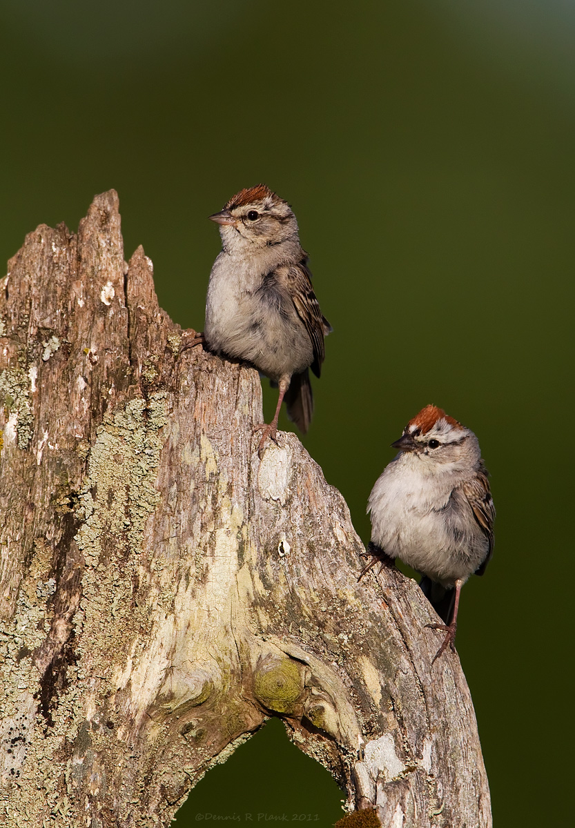 Chipping Sparrows