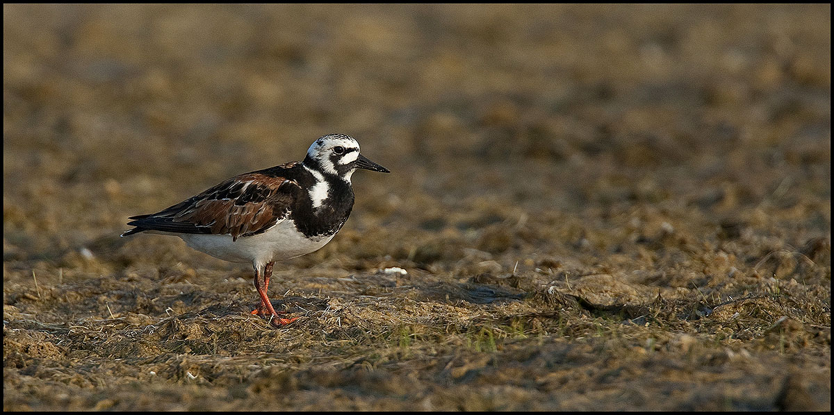 Ruddy turnstone