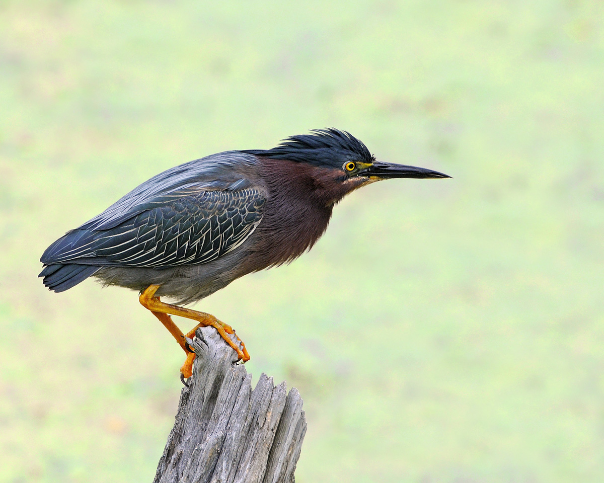 Green Heron