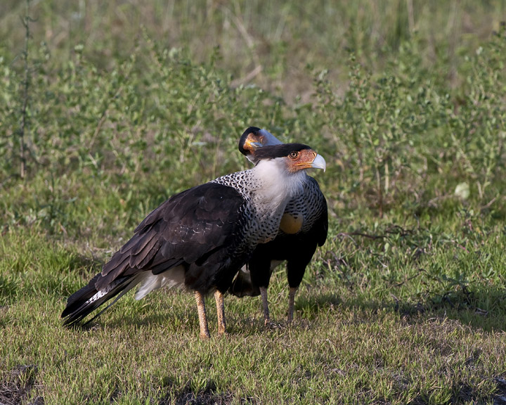 caracara grooming