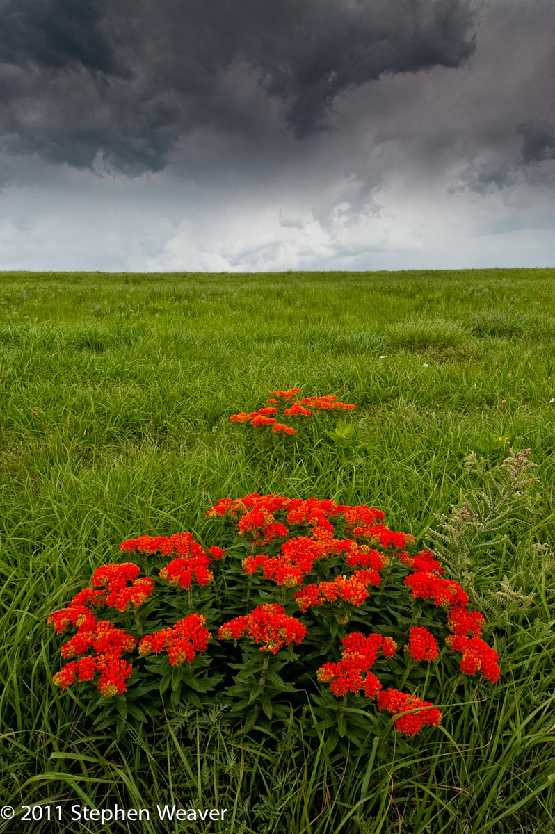 Flint Hills Prairie 
