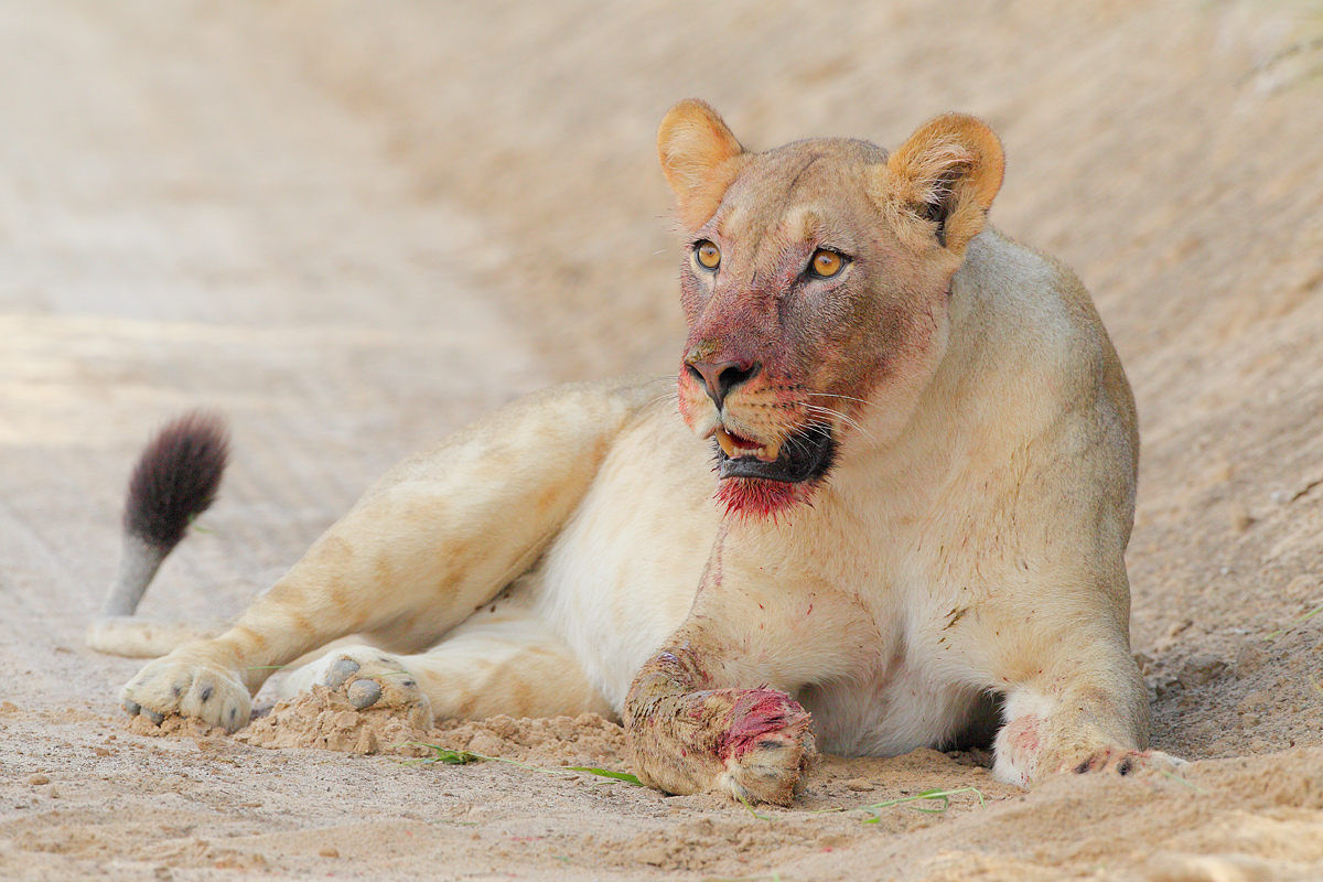 Kalahari Queen