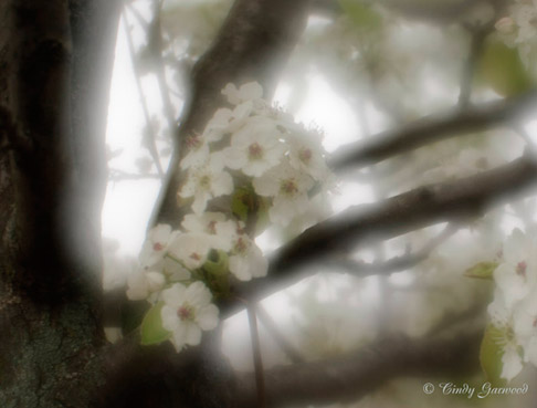 pear Flowers + Reposts