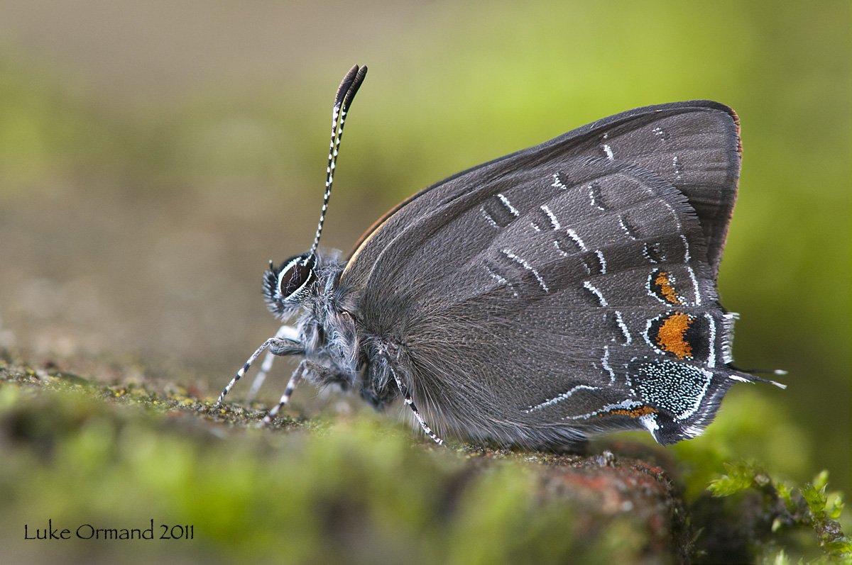 Emergence