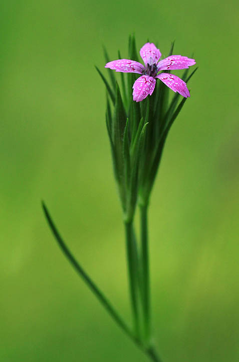 Grass wildflower