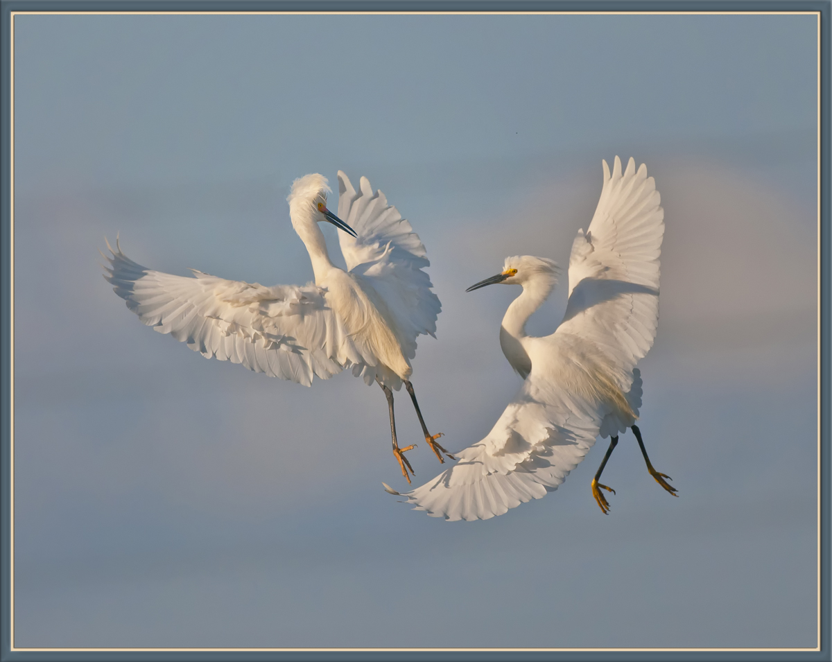 Egret Altercation