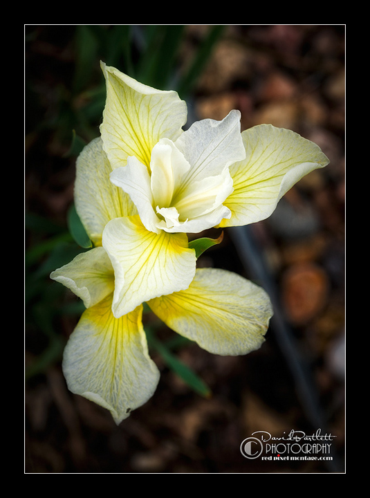 Yellow Siberian Iris/Repost