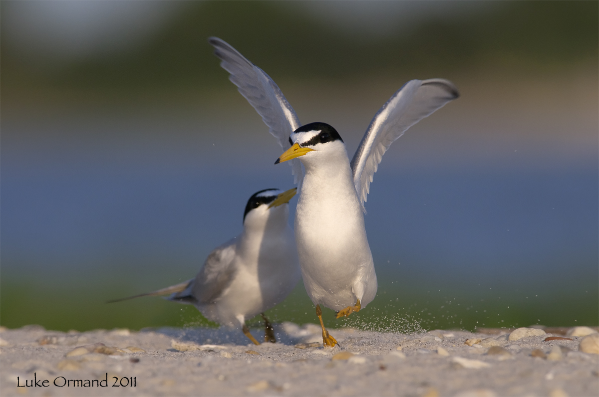 Least Tern Dance