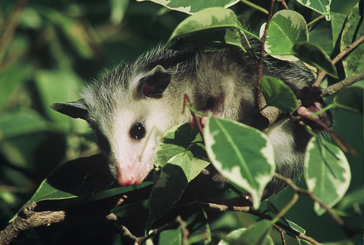 Peek-A-Boo Possum