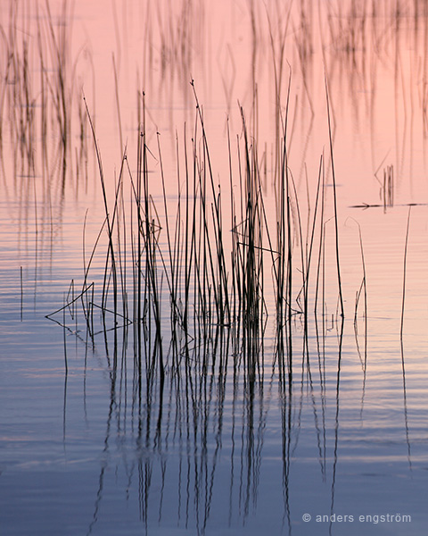Reed straws