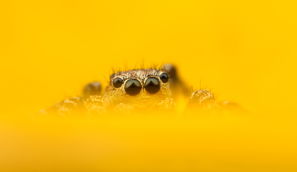Peepo