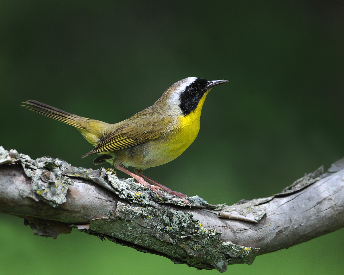 Common Yellowthroat