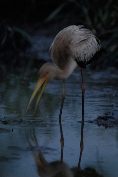 young yellowbilled stork