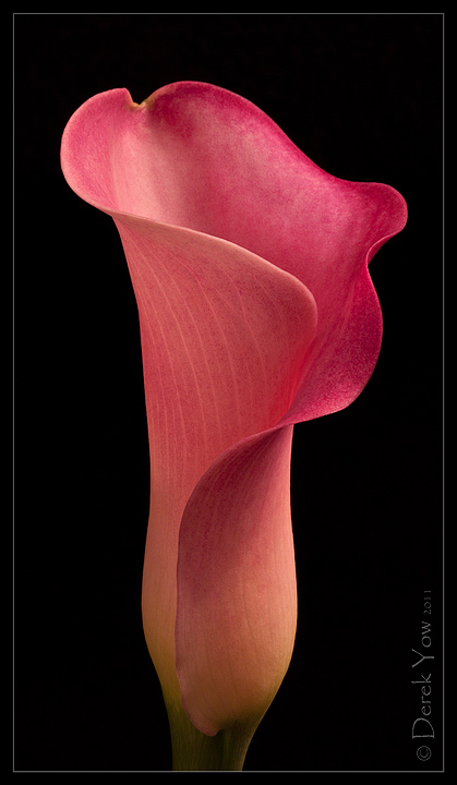Calla Lily II
